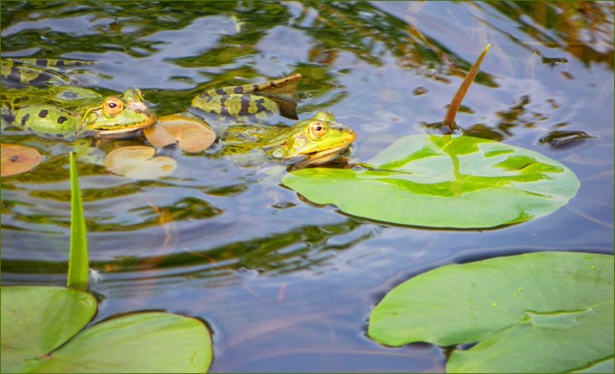 Zwei Wasserfrösche