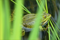 Wasserfrosch Wasserfrosch