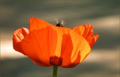 Mohn Mohn