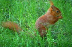 Eichhörnchen Eichhörnchen