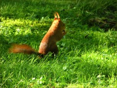 Eichhörnchen Eichhörnchen