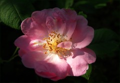 Heckenrose Heckenrose
