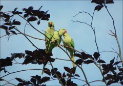 Drei Papageien Drei Papageien