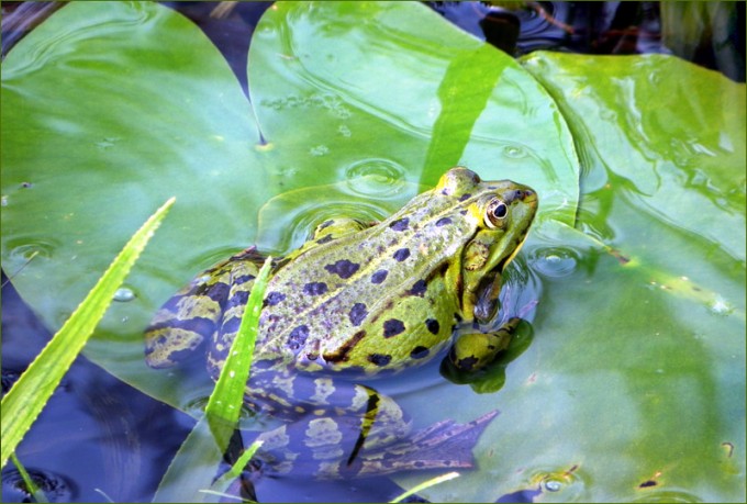 Wasserfrosch
