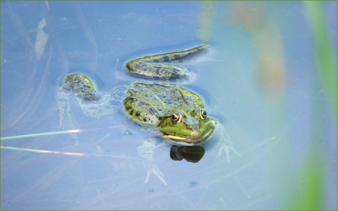 Wasserfrosch