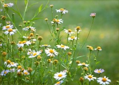 Sommerwiese Sommerwiese