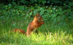Eichhörnchen Eichhörnchen