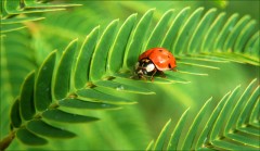 Marienkäfer Marienkäfer