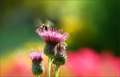 Hummelflügel Hummelflügel