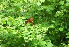 Eichhörnchen Eichhörnchen