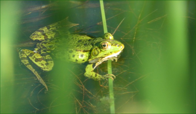 Wasserfrosch