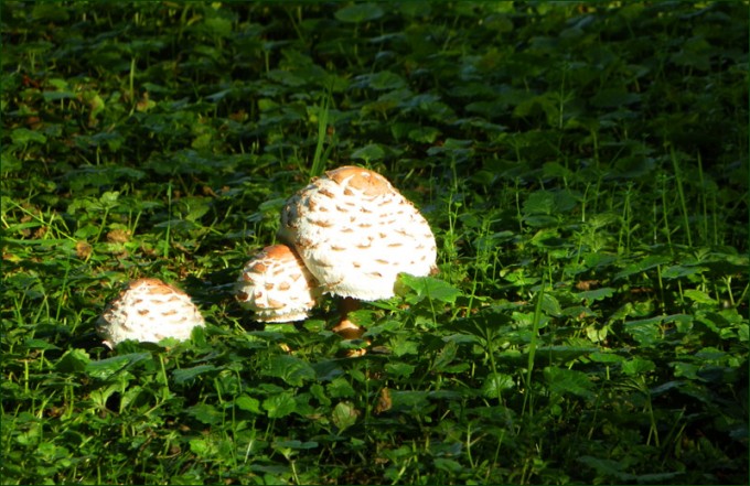 Drei Pilze