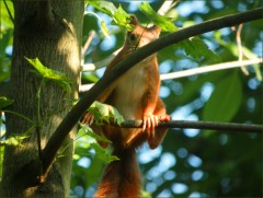 Eichhörnchen Eichhörnchen