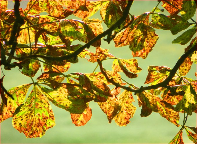 Kastanienblätter