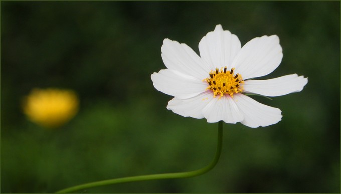 Cosmea