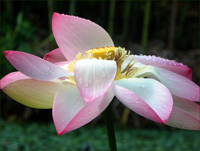Lotusblume