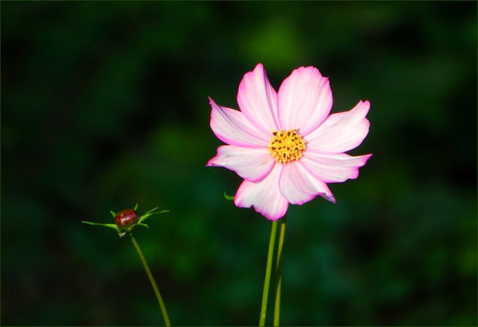 Cosmea
