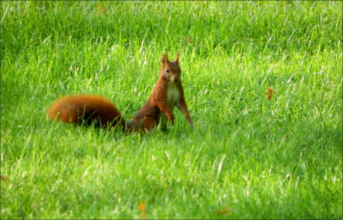 Eichhörnchen