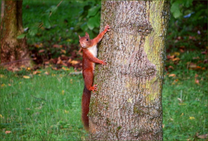 Eichhörnchen