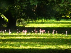 Herbstzeitlosen Herbstzeitlosen