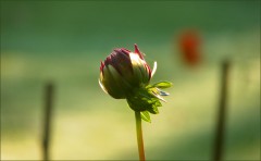 Dahlienknospe Dahlienknospe