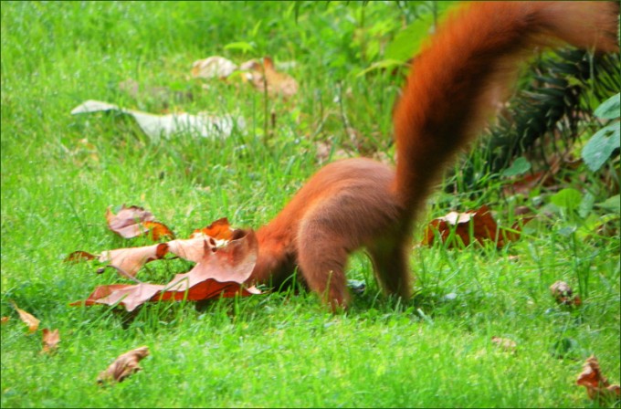 Eichhörnchen