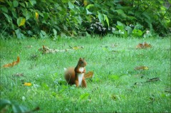 Eichhörnchen Eichhörnchen