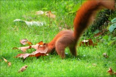 Eichhörnchen Eichhörnchen