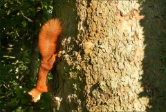 Eichhörnchen Eichhörnchen