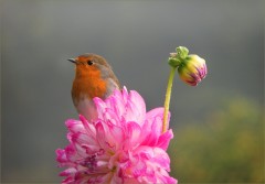 Rotkehlchen Rotkehlchen