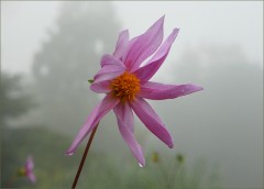 Morgennebel Morgennebel