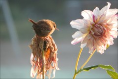 Zaunkönig Zaunkönig