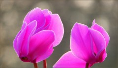 Alpenveilchen Alpenveilchen