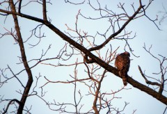 Mäusebussard Mäusebussard