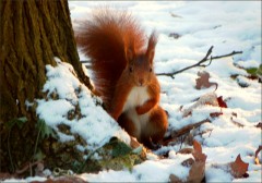 Eichhörnchen Eichhörnchen