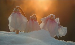 Drei Alpenveilchen Drei Alpenveilchen