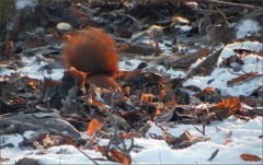 Eichhörnchen Eichhörnchen