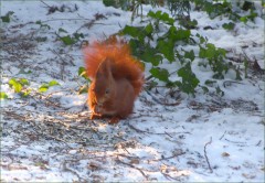Eichhörnchen Eichhörnchen