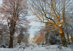 Verschneite Bäume Verschneite Bäume