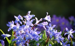 Blausterne Blausterne