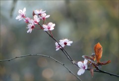 Blütenzweig Blütenzweig