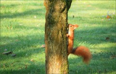 Eichhörnchen Eichhörnchen