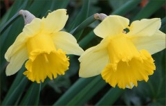 Narzissen Narzissen