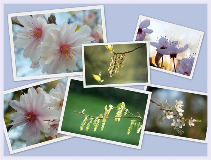 Frühling-Collage