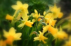 Narzissen Narzissen