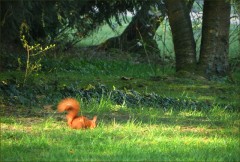 Eichhörnchen Eichhörnchen