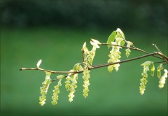 Blütenzweig Blütenzweig