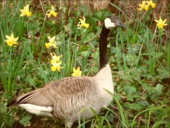 Kanadagans Kanadagans