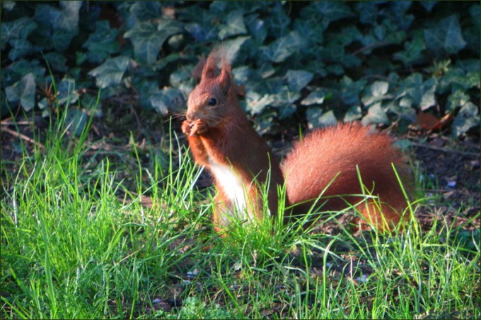 Eichhörnchen