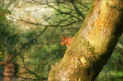 Eichhörnchen Eichhörnchen